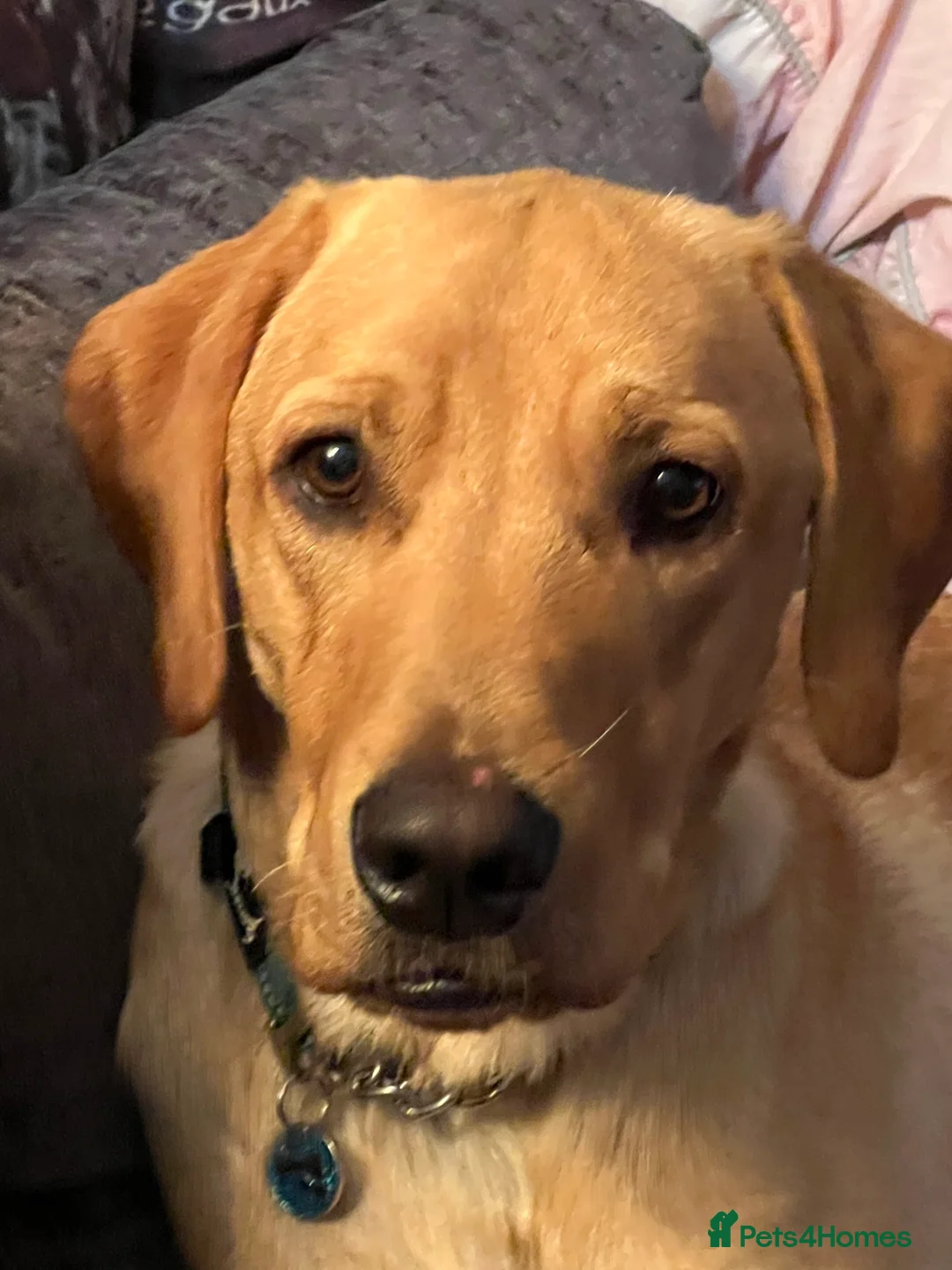 Labrador Retriever dogs for stud: PROVEN, KC REG,HEALTH TESTED LABRADOR FOR STUD in Havant - Advert 18