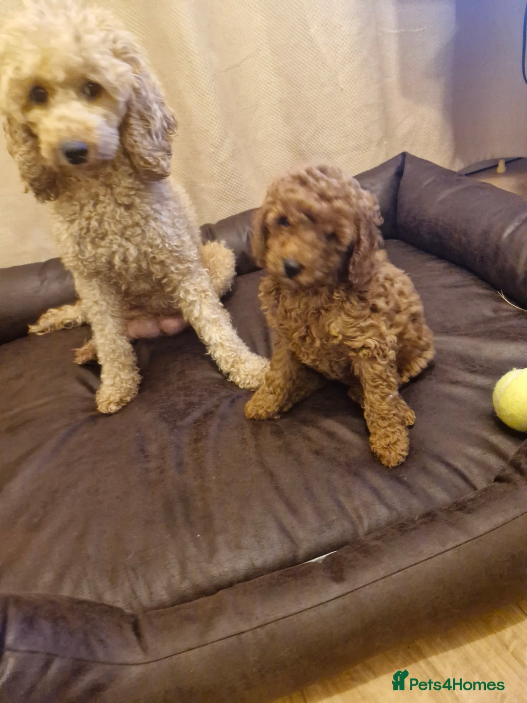Miniature Poodle dogs for sale: READY NOW Red Minature Poodle Pups for sale. - Advert 10