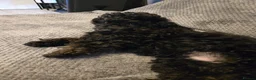 Toy Poodle dogs for stud: KC Register Phantom Toy Poodle for stud in Halifax - Advert 5