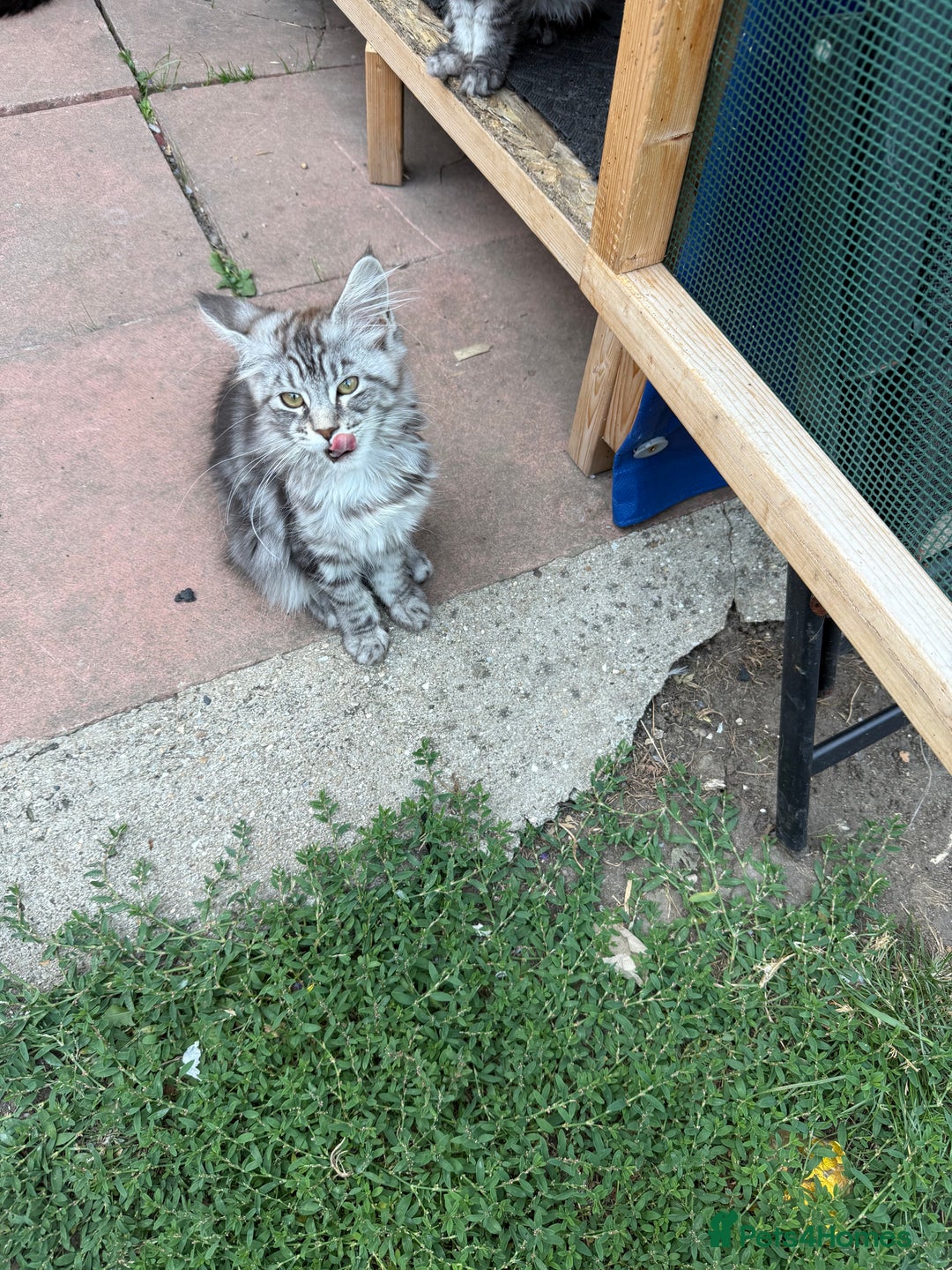 Maine Coon cats for sale: Maine Coon Kittens in Greenford - Image 36