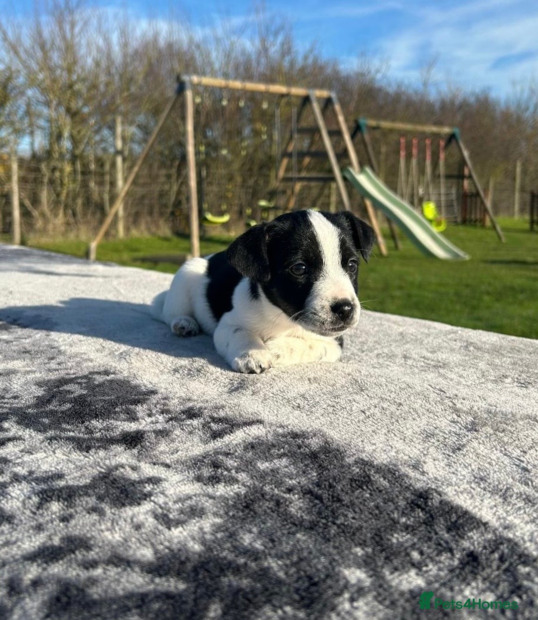 Jack Russell dogs for sale: Jack Russell Puppies - Advert 3