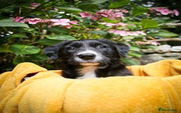 Mixed Breed dogs for sale: 3 x Border collie cross retriever pups - Image 6