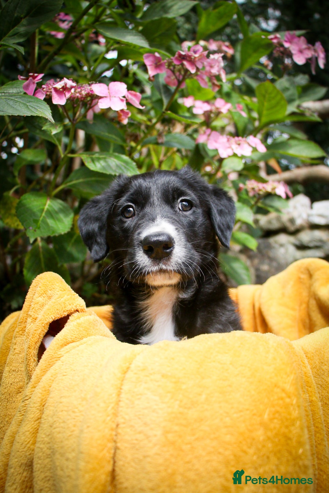 Mixed Breed dogs for sale: 3 x Border collie cross retriever pups - Image 6