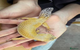 Leopard Gecko reptiles for sale: Free leopard gecko - Image 3