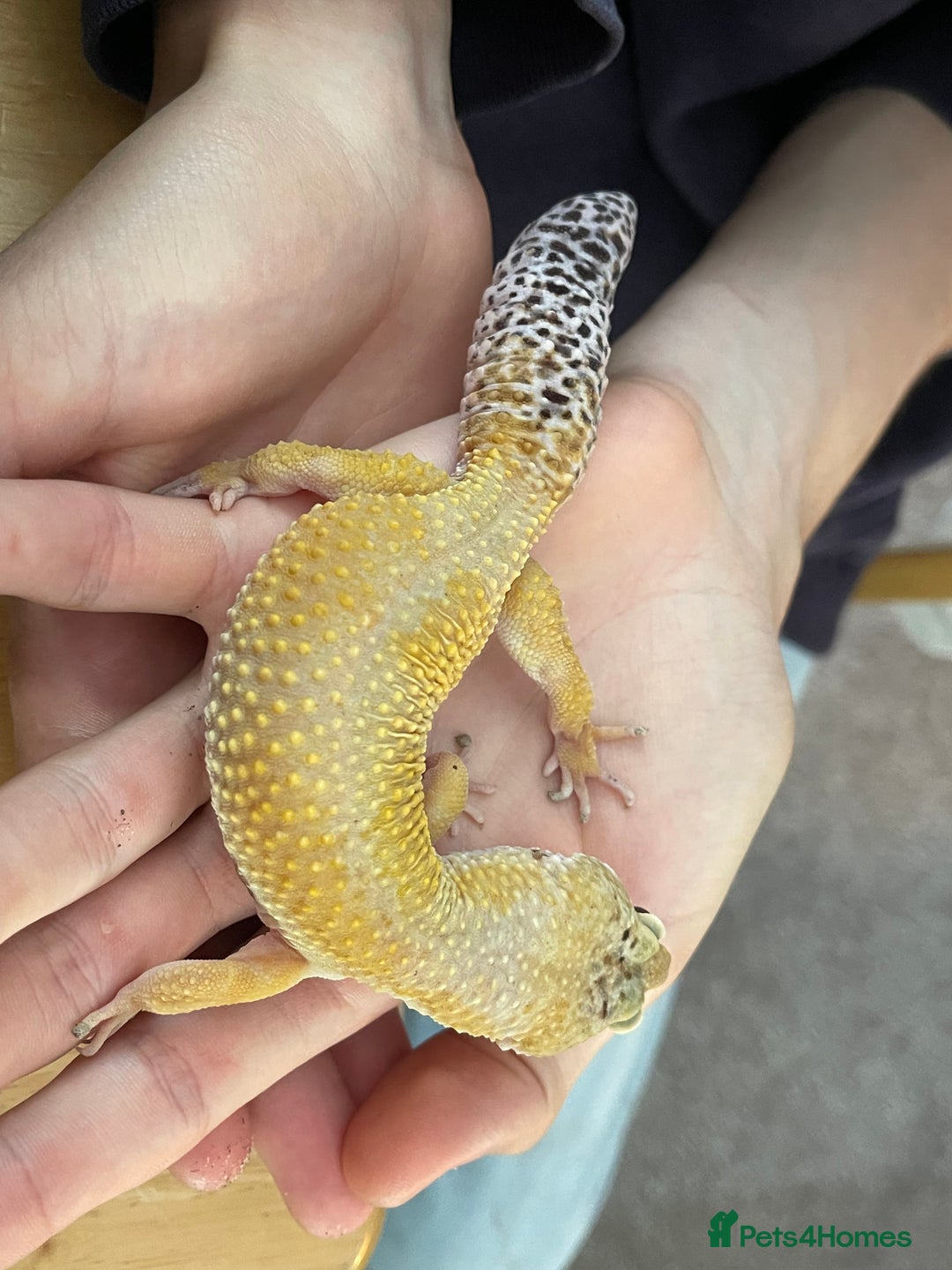 Leopard Gecko reptiles for sale: Free leopard gecko - Image 3