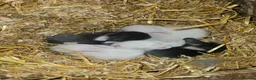 Mixed Breed rabbits for sale: Mini Lop Rabbits for Sale in Wrexham - Advert 6