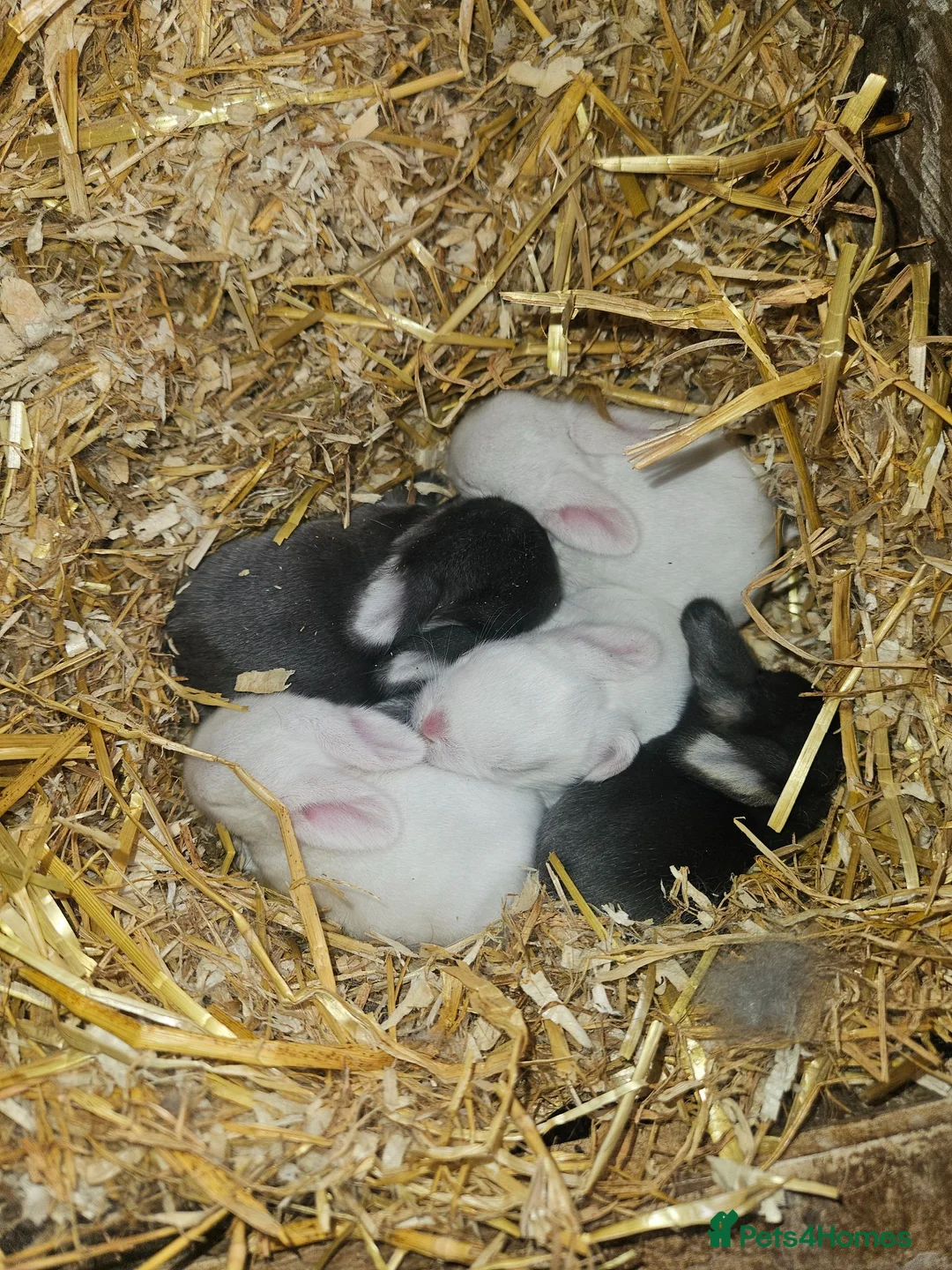 Mixed Breed rabbits for sale: Mini Lop Rabbits for Sale in Wrexham - Advert 6