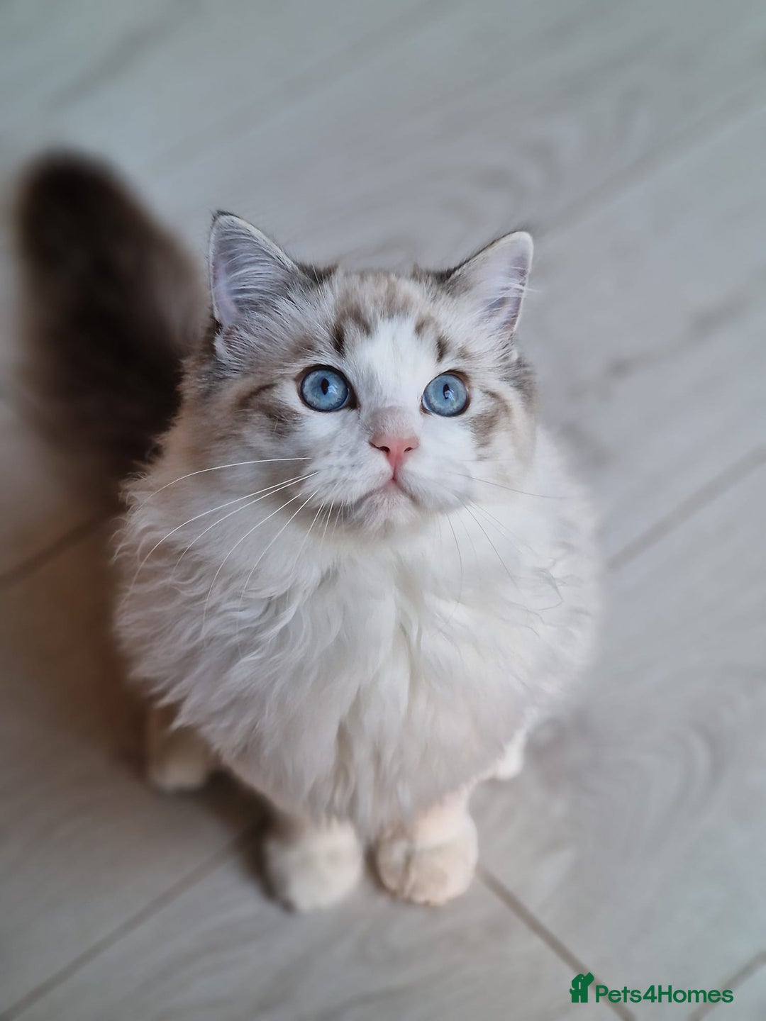 Ragdoll cats for sale: Gccf tica register kittens - Advert 5