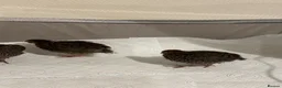 Quail poultry for sale: Unsexed 4x Quail Chicks 2 weeks old - Advert 6