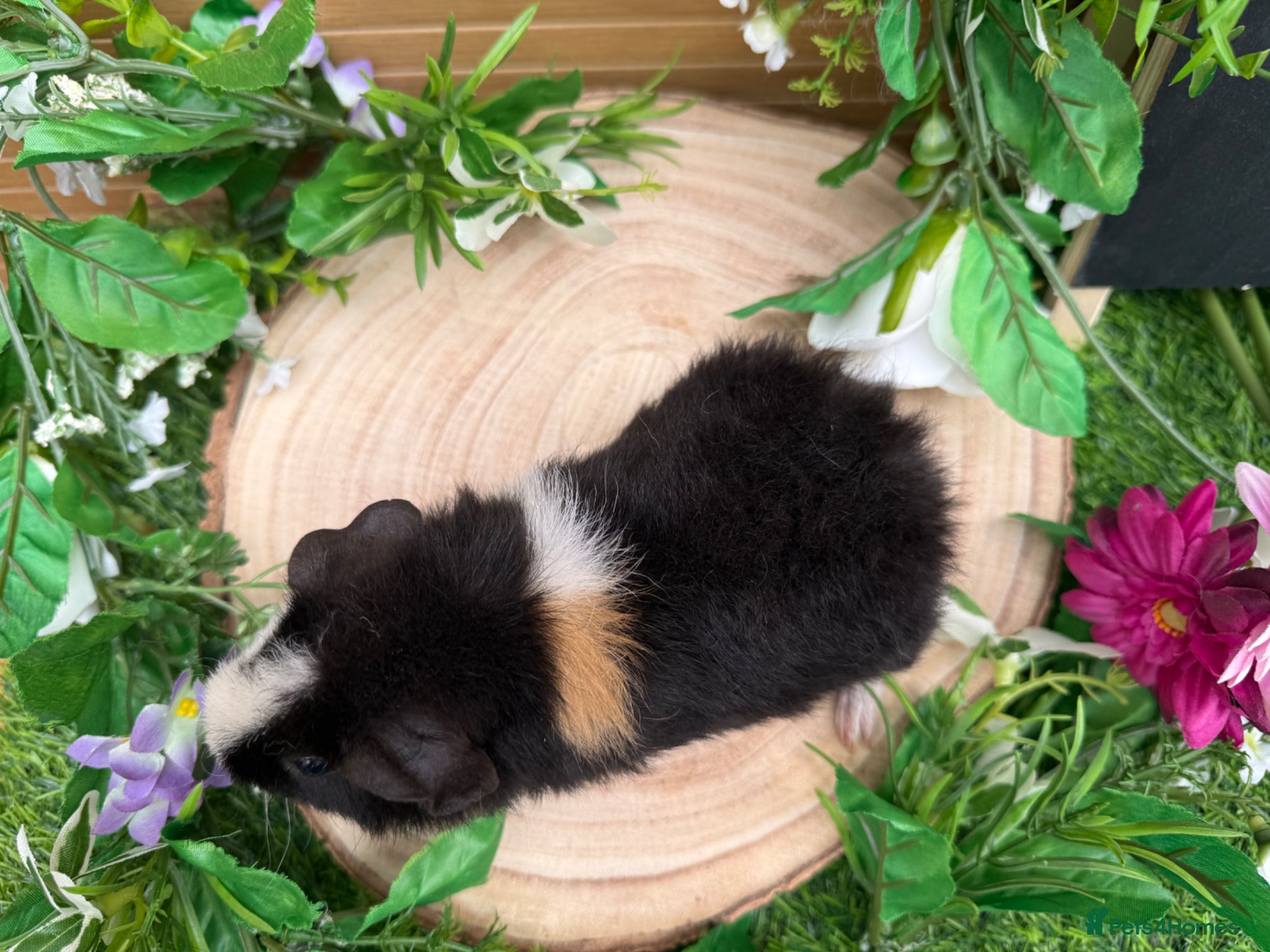 Guinea Pig rodents 1 baby male teddy guineapigs AVAILABLE  - Advert 2