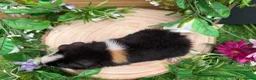 Guinea Pig rodents for sale: 5 baby male teddy guineapigs AVAILABLE  - Advert 13