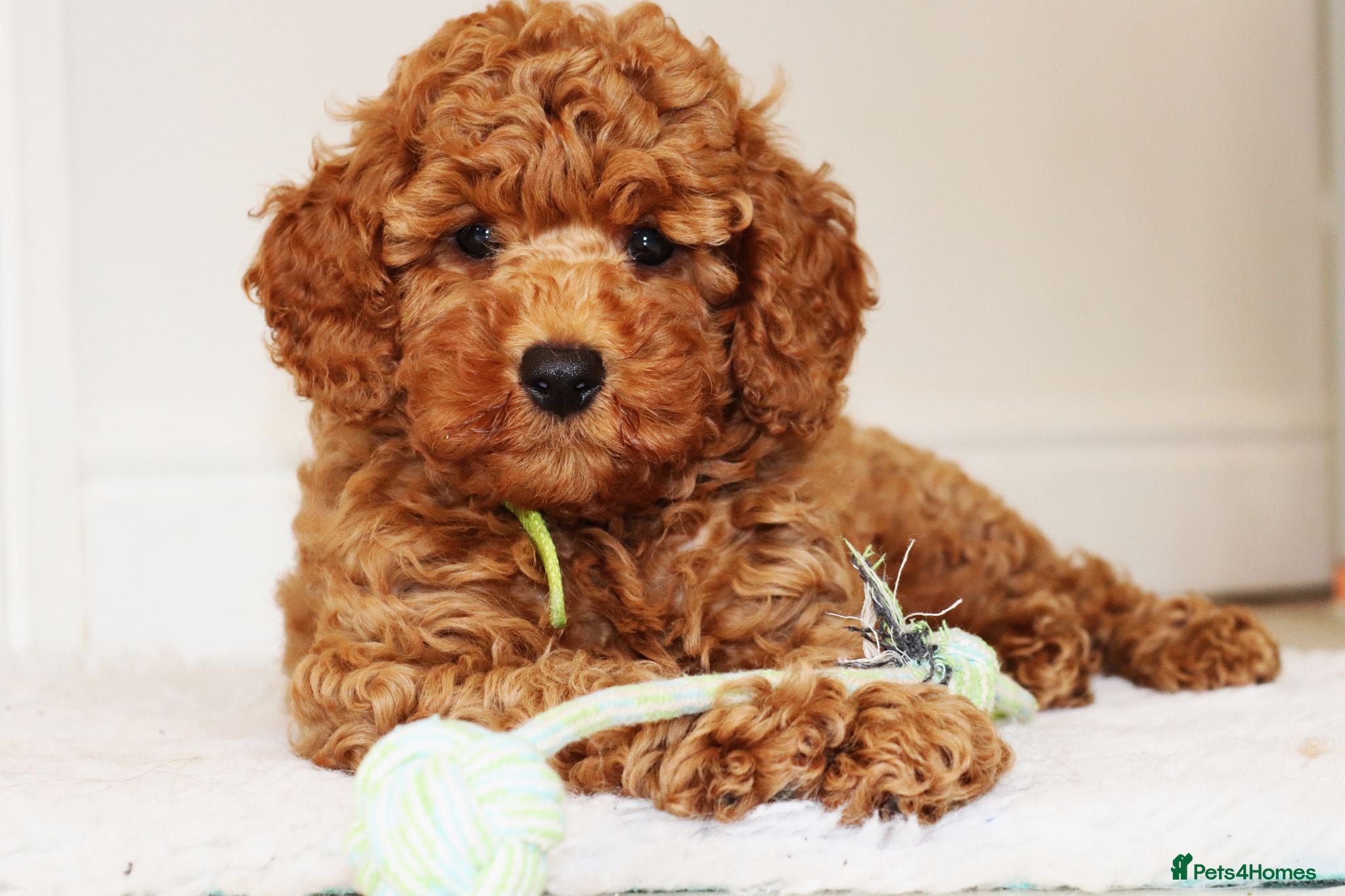 Cavapoo dogs The Best Quality Puppy, fully DNA tested Parents - Advert 2