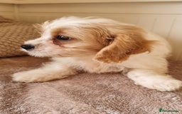 Cavapoo dogs for sale: Fluffy Bundles of Love Looking for Forever Homes! - Image 2