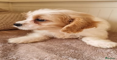 Cavapoo dogs - Advert 3