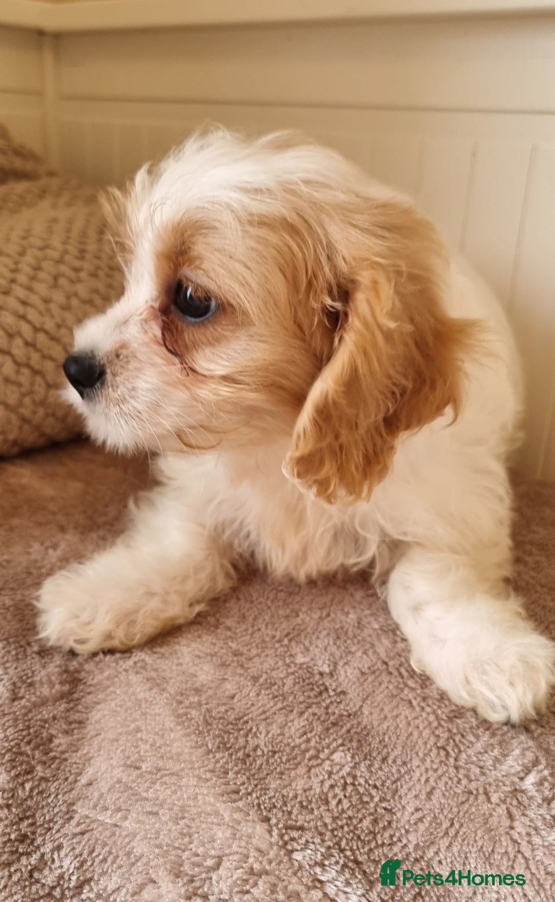 Cavapoo dogs for sale: Fluffy Bundles of Love Looking for Forever Homes! - Image 2