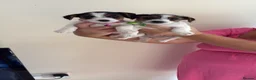 Jack Russell dogs for sale: Jack Russell puppies  - Advert 7