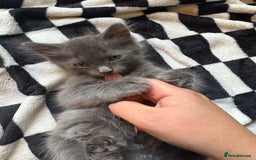 Persian cats for sale: Persian x ragdoll kittens all boys  - Image 2