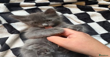 Persian cats - Advert 1