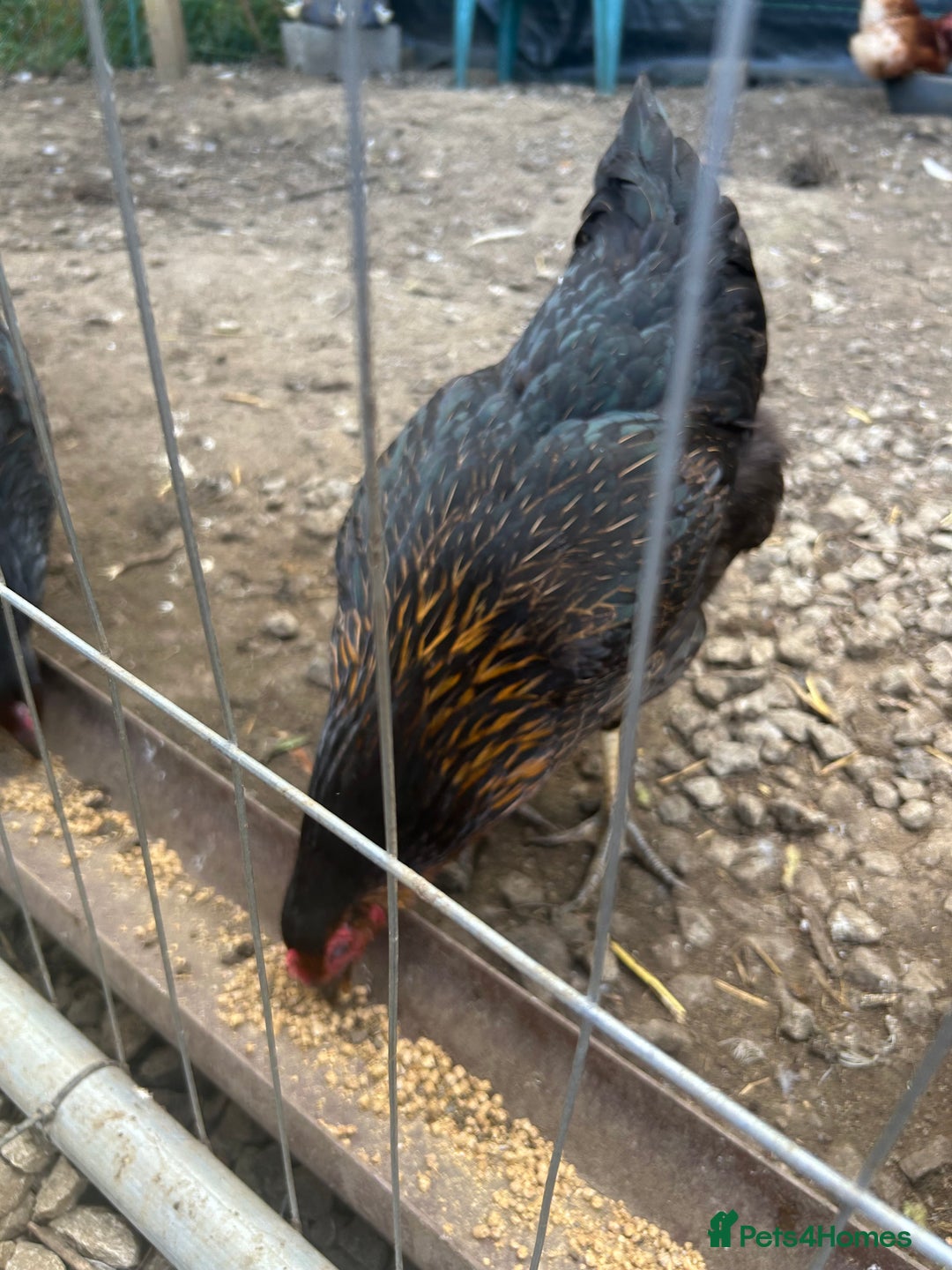 Mixed Breed livestock for sale: Point of lays  - Image 1