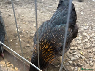 Mixed Breed livestock - Advert 29