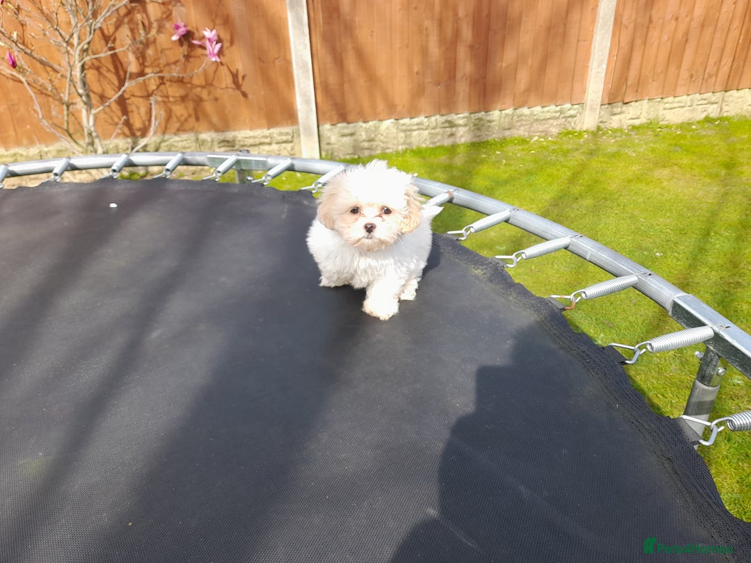 Malshi dogs for sale: 11 months old MALSHI PUPPY (FEMALE) - Advert 2