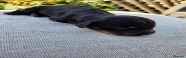 Black and Tan 2