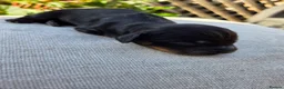 Cocker Spaniel dogs for sale: KC Working Cocker Spaniels - Advert 6