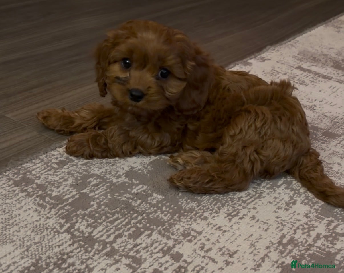 Cavapoo dogs F1 Cavapoo Puppies 🤎 1 red boy available 🤎 - Advert 3