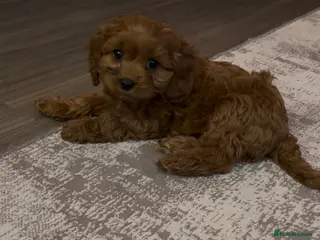 Cavapoo dogs F1 Cavapoo Puppies 🤎 1 red boy available 🤎 - Advert 3