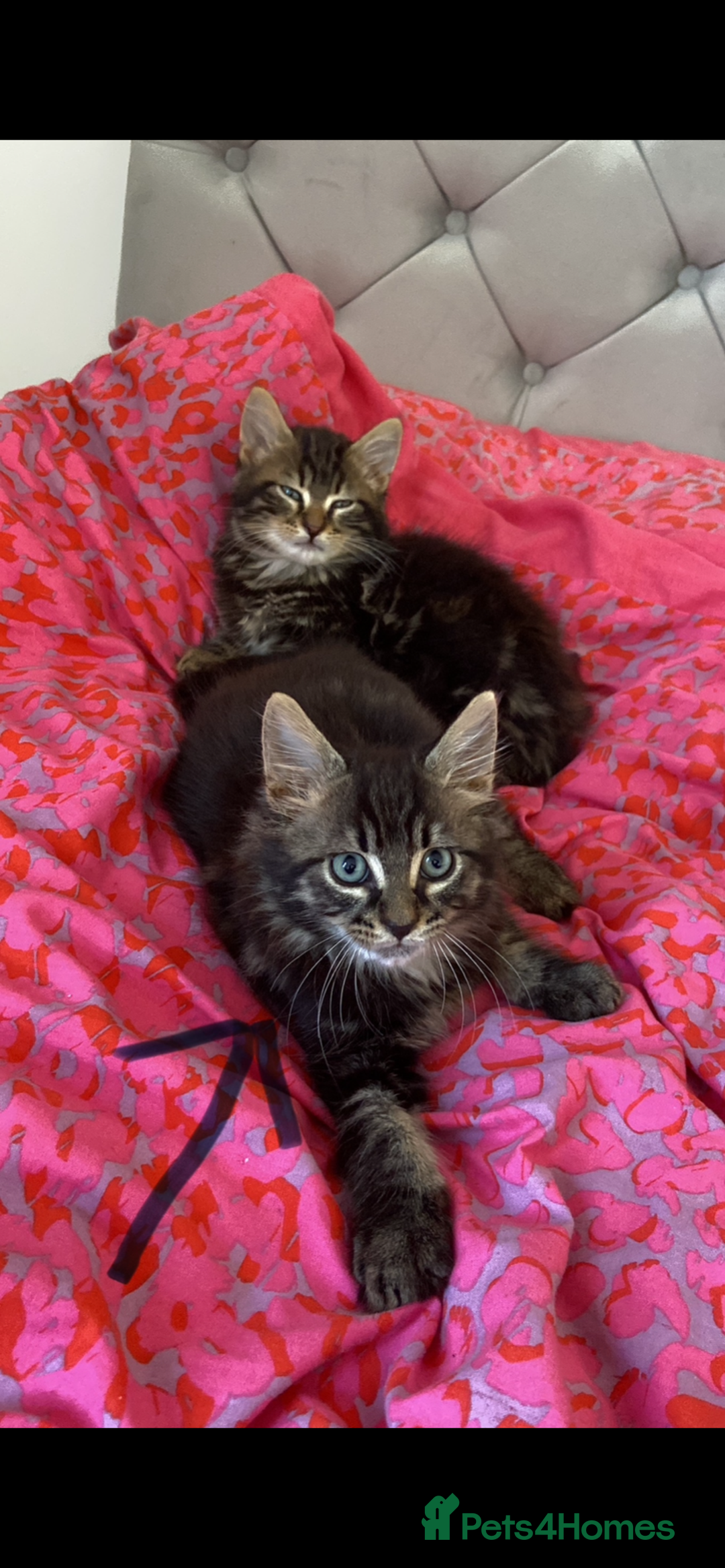 Maine Coon cats for sale: Maine Coon 2 year old male - Advert 4
