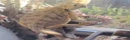 Bearded Dragon reptiles for sale: Baby Bearded Dragons - Advert 2