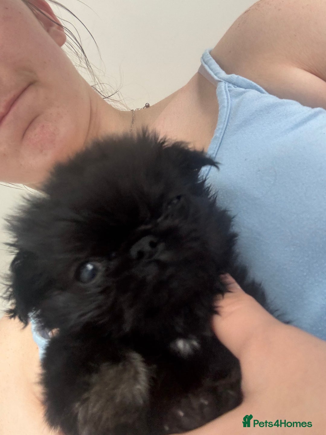 Pug dogs for sale: Fluffy Pug puppies  - Image 1