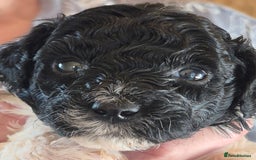 Miniature Poodle dogs for sale: KC registered parti poodles - Image 5