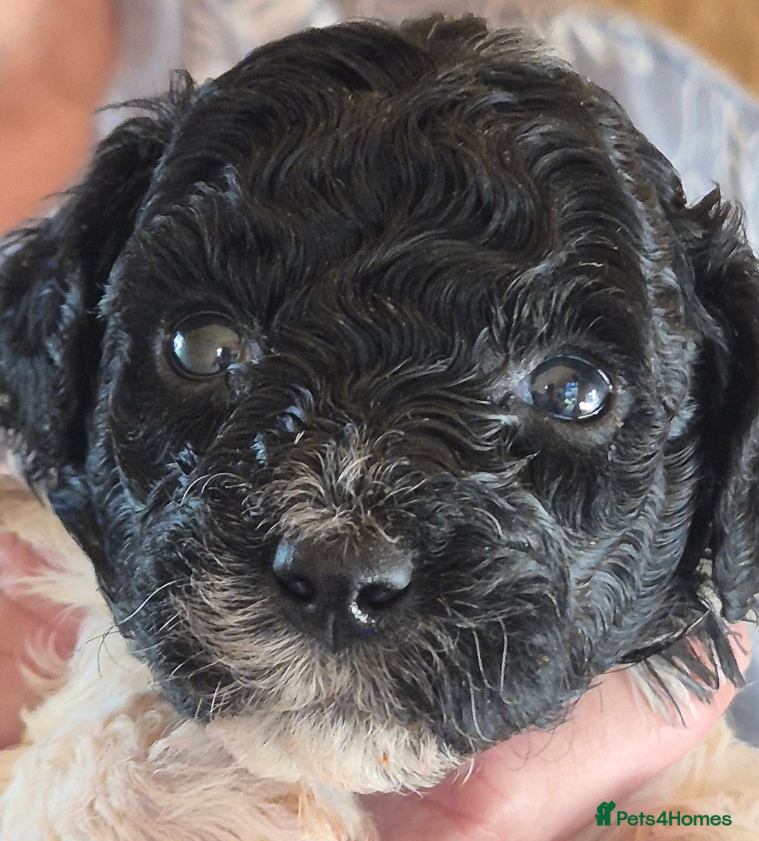 Miniature Poodle dogs for sale: KC registered parti poodles - Image 5