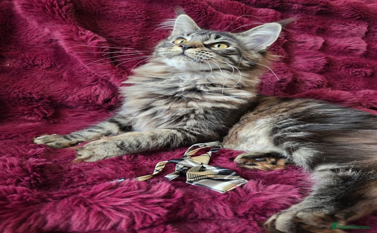 Maine Coon cats in Wakefield - Advert 7