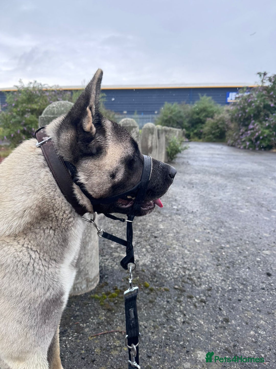 Akita dogs for stud: American akita proven stud  - Image 18