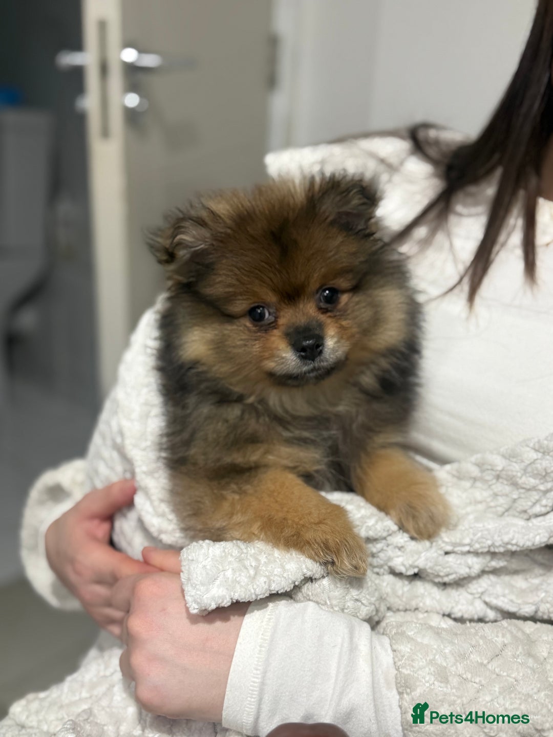 Pomeranian dogs for sale: ✨Pomeranian Puppy Looking for a Loving Home ✨ - Advert 9