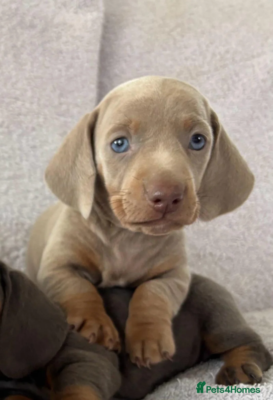 Miniature Dachshund dogs for sale: DNA Tested Mini Smooth Dachshund Pups - Advert 7