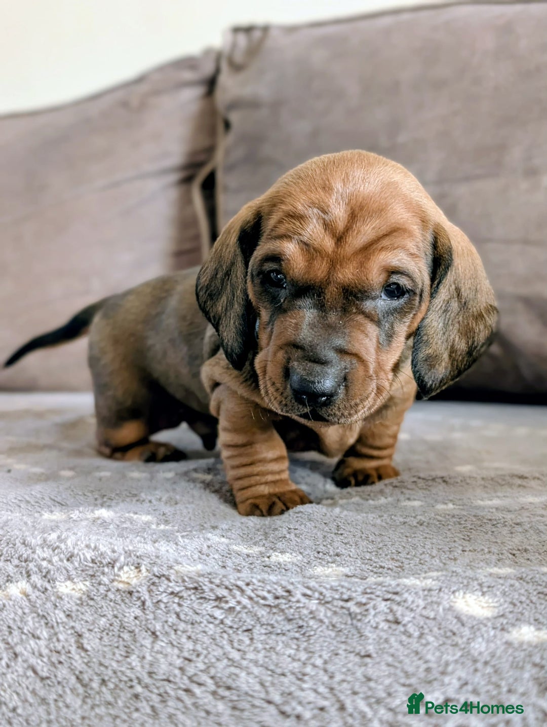 Dachshund dogs for sale: Champions Line/Show Quality Standard Dachshund - Advert 35