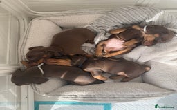 Miniature Dachshund dogs for sale: 4 mini chocolate tan male dachshund puppies - Image 1
