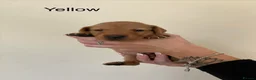 Labrador Retriever dogs for sale: Absolutely stunning kc registered fox red pups - Advert 33