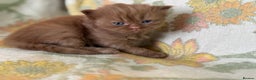 British Shorthair cats for sale: Beautiful GCCF and TICA reg British Shorthair  - Advert 14