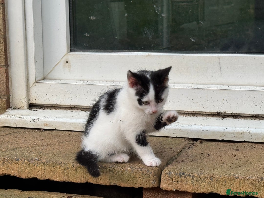 Domestic Shorthair cats for sale: Adorable Kittens Looking for a Loving Home, 🏡 - Image 21