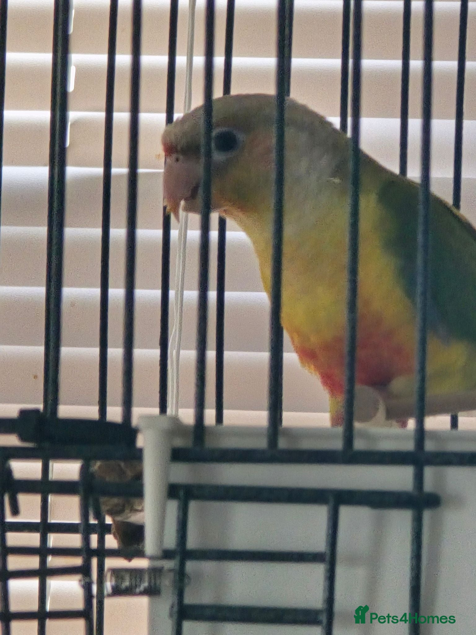Conures birds Pineapple Conure - Advert 1