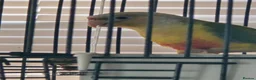 Conures birds for sale: Pineapple Conure - Advert 1