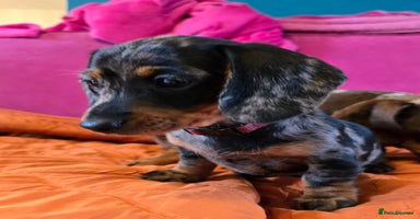 Miniature Dachshund dogs - Advert 7