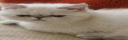 Exotic cats for sale: Pedigree exotic female kitten  - Advert 3