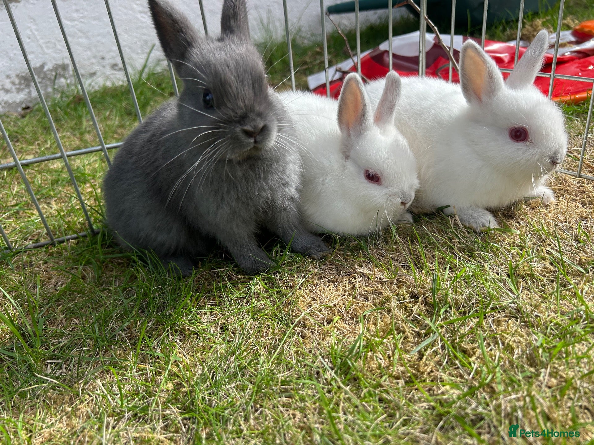 Netherland Dwarf rabbits Netherland Dwarf Baby rabbits - Advert 1