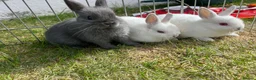 Netherland Dwarf rabbits for sale: Netherland Dwarf Baby rabbits - Advert 1