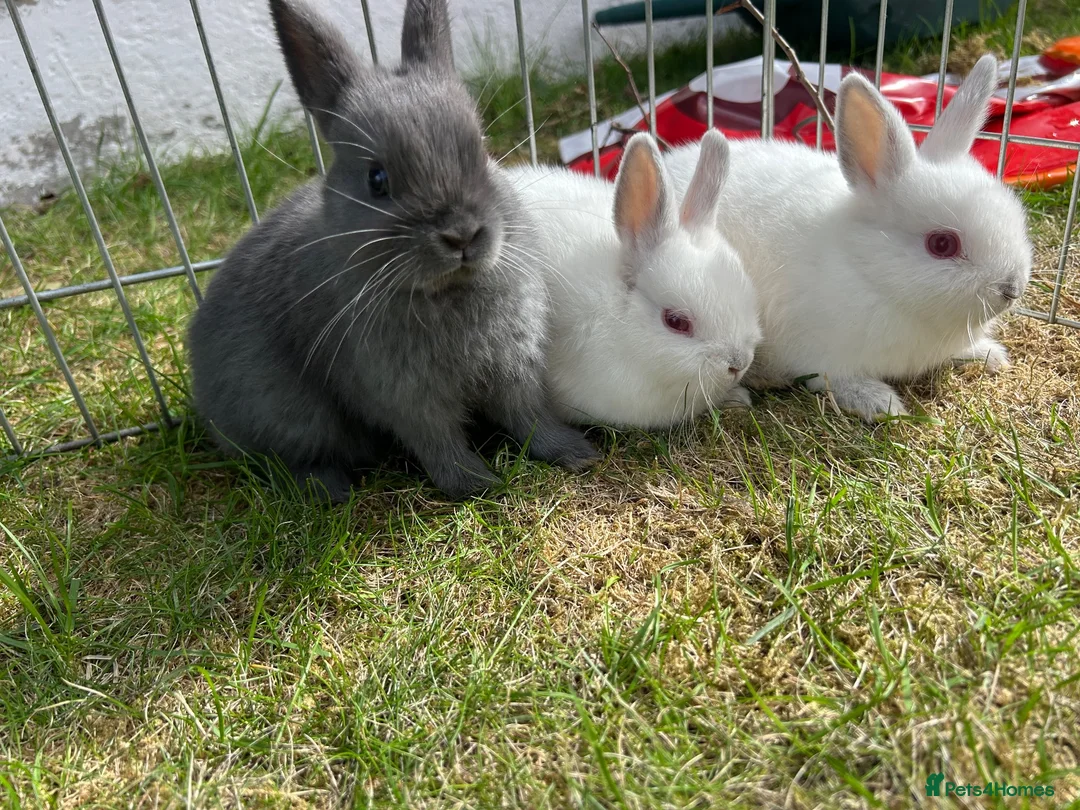 Netherland Dwarf rabbits for sale: Netherland Dwarf Baby rabbits - Advert 1